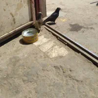کفتر