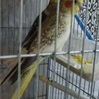 جفت مولّد عروس هلندی