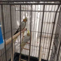 عروس هلندی