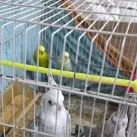 عروس هلندی و مرغ عشق