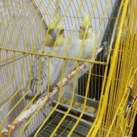 عروس هلندی و مرغ عشق|پرنده|بیرجند, |دیوار