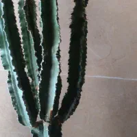 کلکسیون کاکتوس|گل و گیاه طبیعی|یاسوج, |دیوار