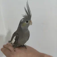 جوجه عروس هلندی|پرنده|اندیشه, اندیشه فاز ۵|دیوار