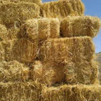 کاه گندم فروش فوری