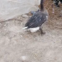 رامهرمز روستا بنه فاخر