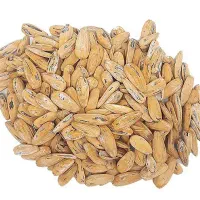 تُخمه‌مینُو‌بسته‌بندی‌فله‌