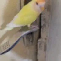 یک عدد طوطی برزیلی|پرنده|امیدیه, |دیوار