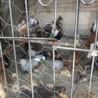 ۱۲عدد جوجه کفتر رنگی دورگ