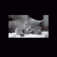 فروش فوری گربه نژاد دار|گربه|سمنان, |دیوار