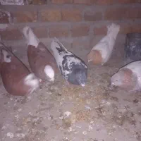 جمع آوری به خاطر نداشتن وقت