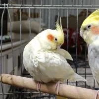 عروس هلندی لوتینو چشم شرابی ماده|پرنده|فردیس, شهرک ۱۱۰|دیوار