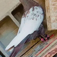 ماده سینه قهوه‌ایی بی نقص پرنده درجه یک|پرنده|اهواز, شهرک برق|دیوار