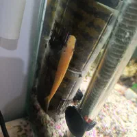 آکواریوم  شیشه خم|ماهی|مشهد, امیر المومنین|دیوار