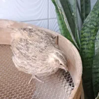 بلدرچین تخم گذار