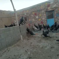 سلام بوقلمون فروشی|حیوانات مزرعه|قوچان, |دیوار