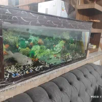 اکواریوم با ماهی 5سالع