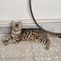 واگذاری ۴ گربه dsh (توضیحات خوانده شود)|گربه|قم, وادی السلام|دیوار