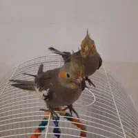 جوجه عروس هلندی|پرنده|قرچک, میرزائی جنوبی|دیوار