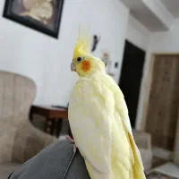 عروسی هلندی ماده
