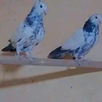 یک جفت کبوتر