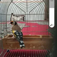 سهره. معاوضه با جفت عروس هلندی یا قناری|پرنده|شیراز, محراب|دیوار