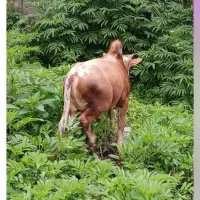 خریدوفروش انواع گاو و گوساله