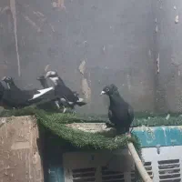 سلام۱۵ تا قهر زاغ کرمانی