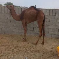 شتر ماده ۴ سال