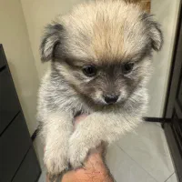 پامرخرسی اصیل