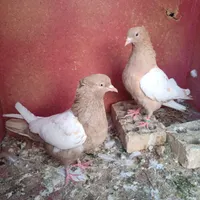 کبوتر