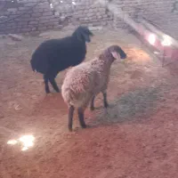 بره هترو وهمو|حیوانات مزرعه|مشهد, درزآب|دیوار