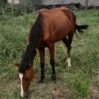 فروش‌اسب‌دوبه‌سه‌سال