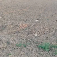 فروش زمین بر اصلی شمشیربند