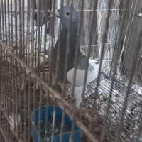 یهودی کبود نر|پرنده|قزوین, |دیوار