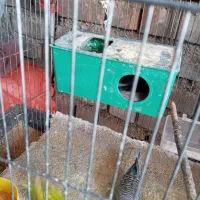 مرغ عشق|پرنده|آبدانان, |دیوار