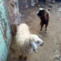 میش|حیوانات مزرعه|قهستان, |دیوار