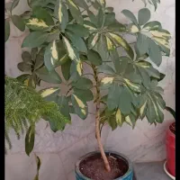 گل آپارتمانی