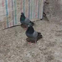 تعدادی کبوتر