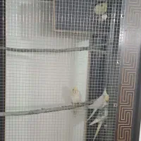 قفس بزرگ پرنده