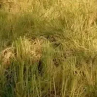 اجاره زمین نه شریکی باچاه عمیق برای کشت گندم وشالی