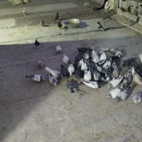 کبوتر پرشی|پرنده|شیراز, دوکوهک|دیوار