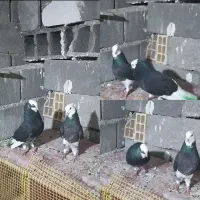 کبوتر پرشی دو رقمی