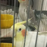 عروس هلندی سالم