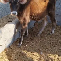 گوساله ماده جنس خوب|حیوانات مزرعه|آبپخش, |دیوار