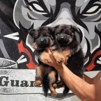 توله از چند نژاد محبوب (ژرمن چاو روت )میکروچیپدار