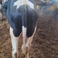 گوساله نر