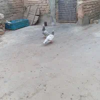 یه جف هفت رنگ