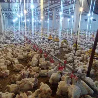 مرغ فروشی زنده سعیدورضا(قیمت ۱۳۳۰۰۰هزارتومان)