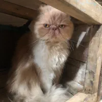 گربه پرشین فلت