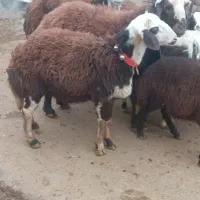 بره قوچ|حیوانات مزرعه|بروجرد, |دیوار